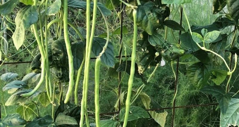 Asparagus beans: cultivation and care in the open field