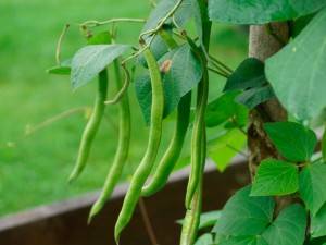 Asparagus beans Fantasy