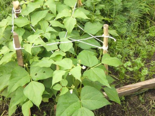 Asparagus beans Snegurochka