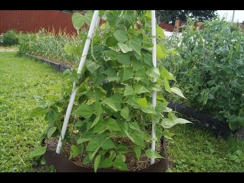 Asparagus beans Snegurochka