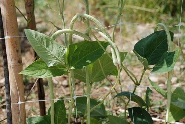 Asparagus beans Turkish