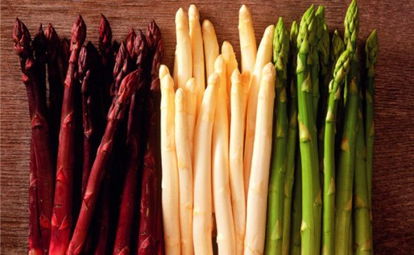 Asparagus: growing and caring for a crop in the open field