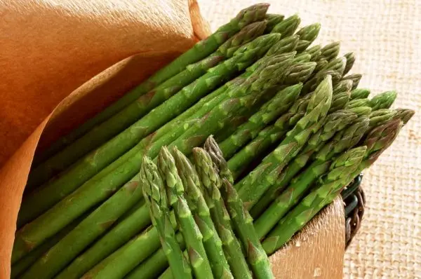 Asparagus: growing and caring for a crop in the open field