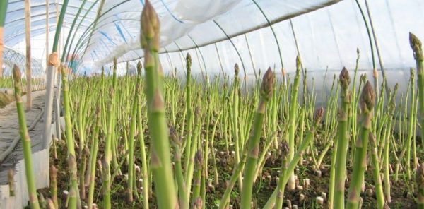 Asparagus: growing and caring for a crop in the open field