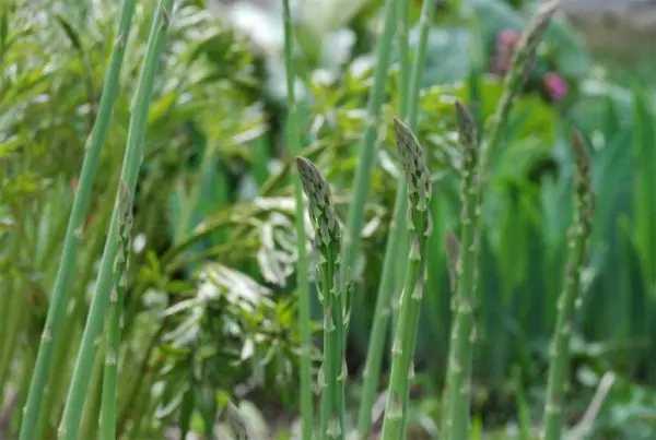 Asparagus: growing and caring for a crop in the open field