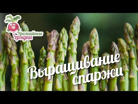 Asparagus: growing and caring for a crop in the open field