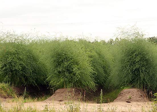 Asparagus: growing and caring for a crop in the open field