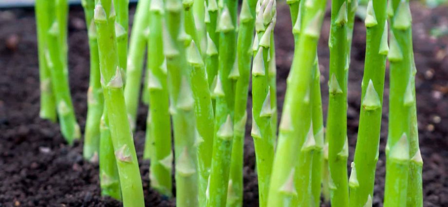 Asparagus: growing and caring for a crop in the open field