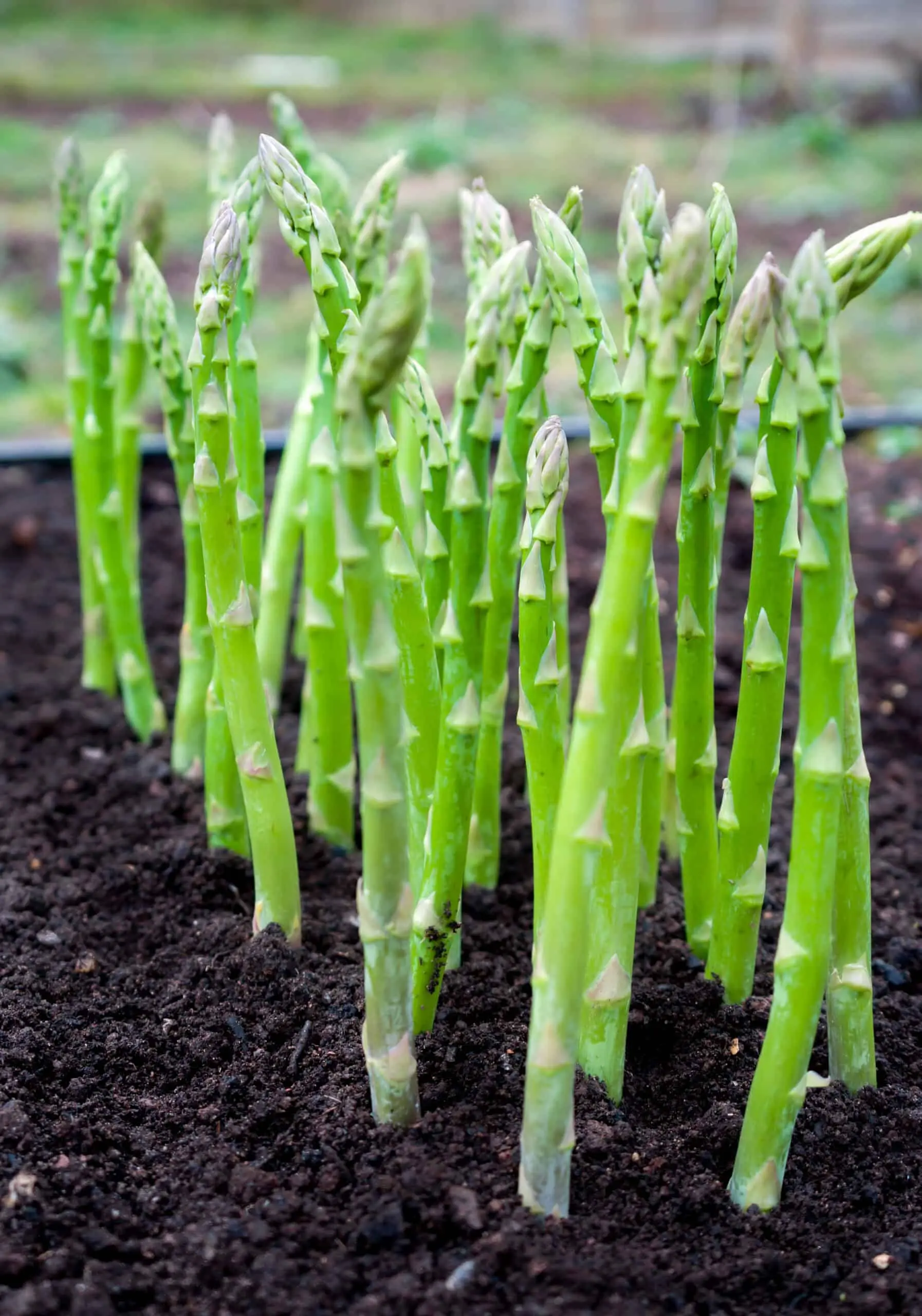 Asparagus: growing and caring for a crop in the open field