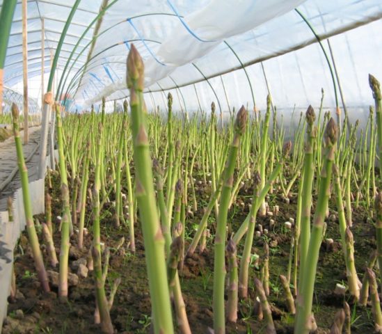 Asparagus: how to grow in the country, planting and care