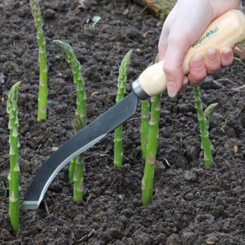 Asparagus: how to grow in the country, planting and care