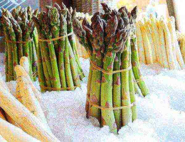 Asparagus: how to grow in the country, planting and care