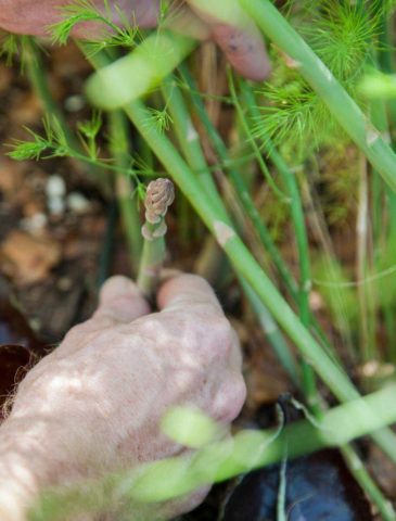 Asparagus: how to grow in the country, planting and care