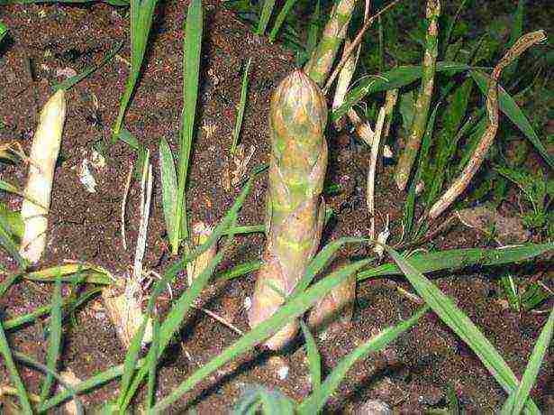 Asparagus: how to grow in the country, planting and care