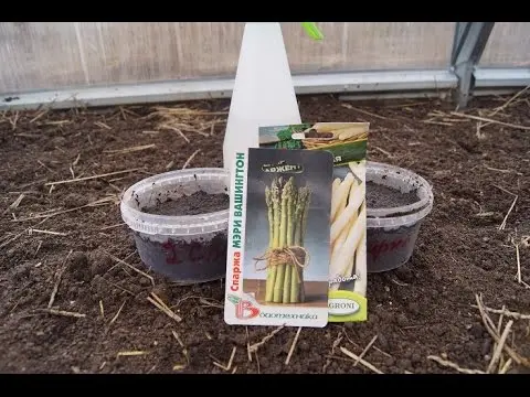 Asparagus: how to grow in the country, planting and care