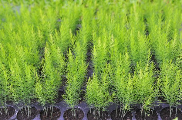 Asparagus: how to grow in the country, planting and care