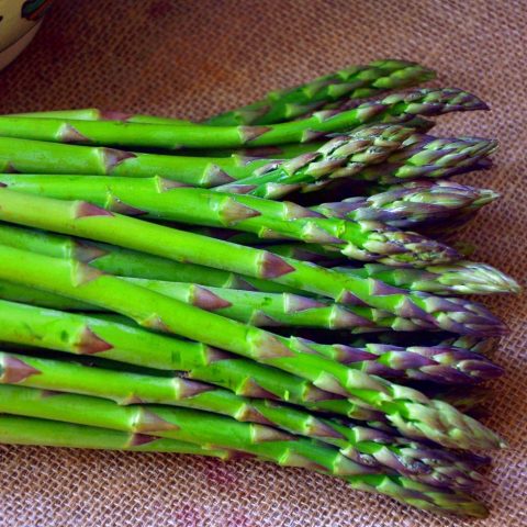 Asparagus: what is it, photos of asparagus, types and varieties