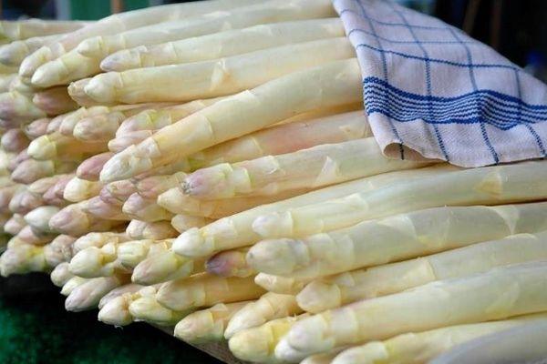 Asparagus: what is it, photos of asparagus, types and varieties