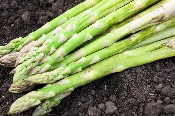 Asparagus: what is it, photos of asparagus, types and varieties