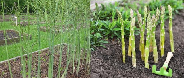 Asparagus: what is it, photos of asparagus, types and varieties