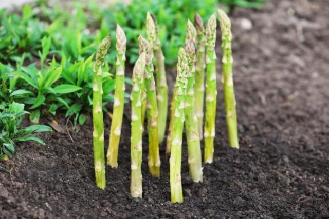 Asparagus: what is it, photos of asparagus, types and varieties