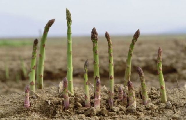 Asparagus: what is it, photos of asparagus, types and varieties