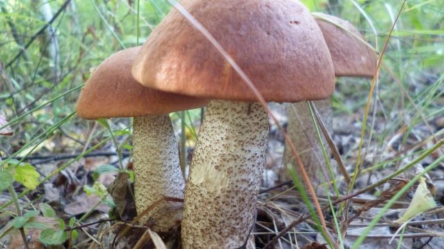 Aspen mushrooms: how much to fry, cooking recipes