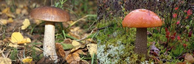 Aspen mushrooms: how to cook, recipes with photos