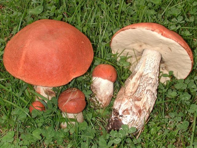 Aspen mushrooms: mushroom picking video, where and when to pick