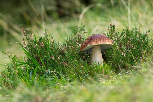 Aspen mushrooms: mushroom picking video, where and when to pick