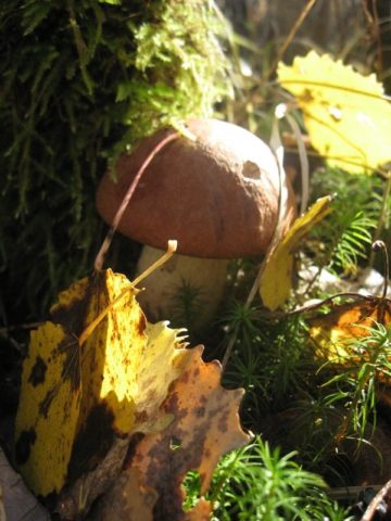 Aspen mushrooms: mushroom picking video, where and when to pick