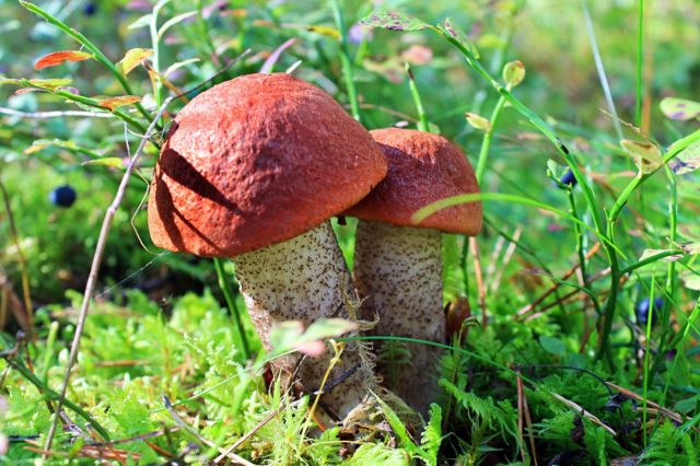 Aspen mushrooms: mushroom picking video, where and when to pick