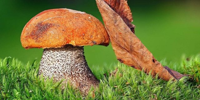 Aspen mushrooms: mushroom picking video, where and when to pick