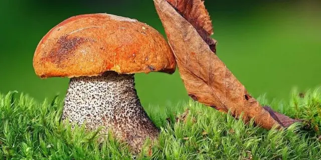 Aspen mushrooms: mushroom picking video, where and when to pick