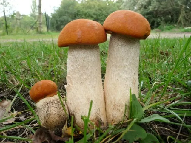 Aspen mushrooms: mushroom picking video, where and when to pick