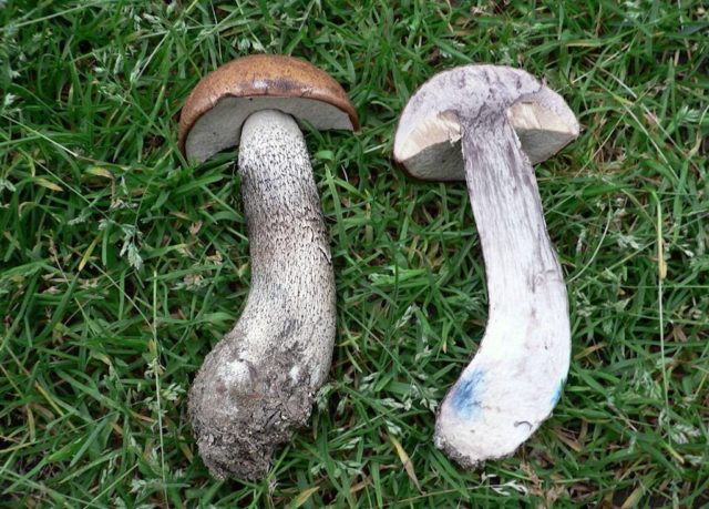 Aspen mushrooms: mushroom picking video, where and when to pick