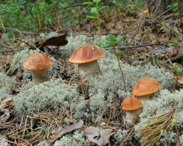 Aspen mushrooms: mushroom picking video, where and when to pick