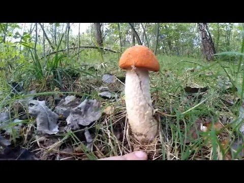 Aspen mushrooms: mushroom picking video, where and when to pick