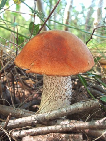 Aspen mushrooms: mushroom picking video, where and when to pick