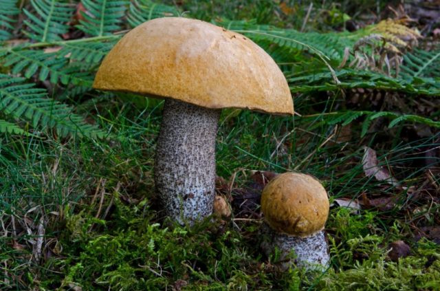 Aspen mushrooms: mushroom picking video, where and when to pick