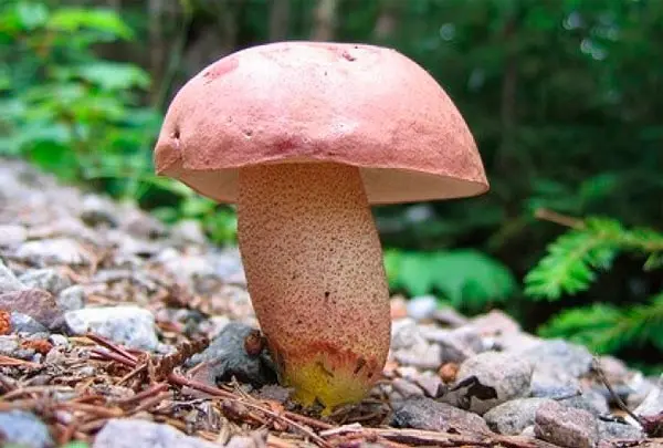 Aspen mushrooms: mushroom picking video, where and when to pick