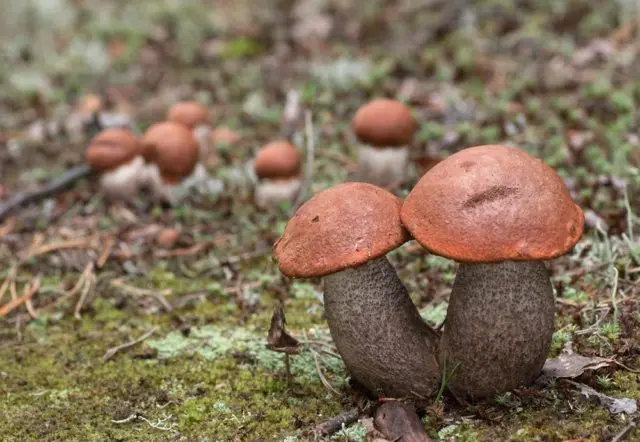 Aspen mushrooms: mushroom picking video, where and when to pick