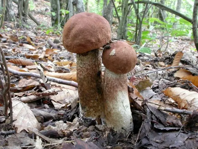 Aspen mushrooms: mushroom picking video, where and when to pick