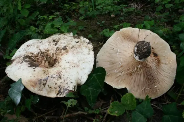 Aspen (poplar, poplar) breast: photo and description, recipes for cooking for the winter