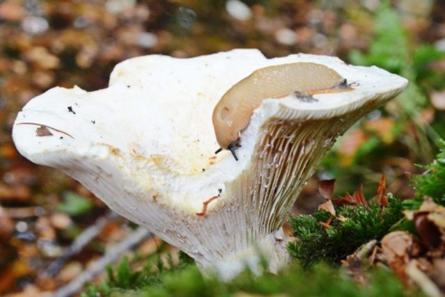 Aspen (poplar, poplar) breast: photo and description, recipes for cooking for the winter