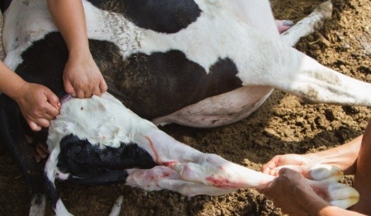 Asphyxia in the calf