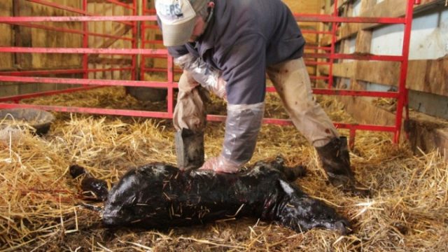 Asphyxia in the calf