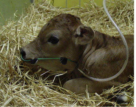 Asphyxia in the calf