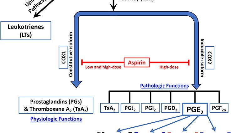 Aspirin prolongs the life of men with prostate cancer