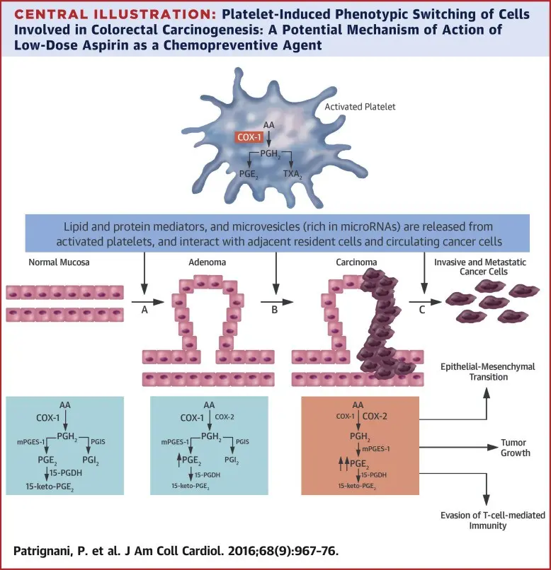 Aspirin supports the action of the anti-cancer drug